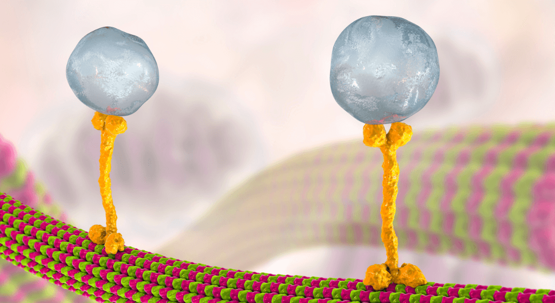 Vesicles transported by motor protein kinesin computer illustration