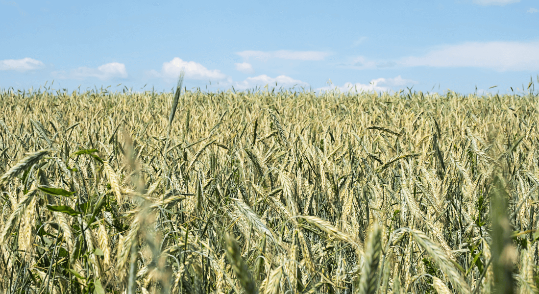 Field of Barley