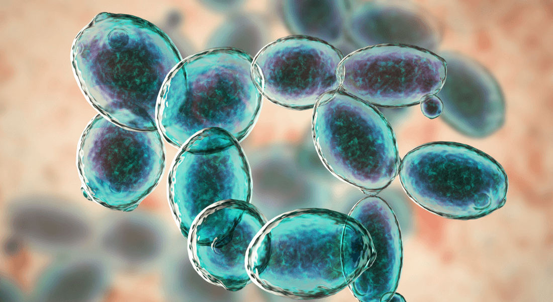 Computer illustration of budding Saccharomyces cerevisiae 