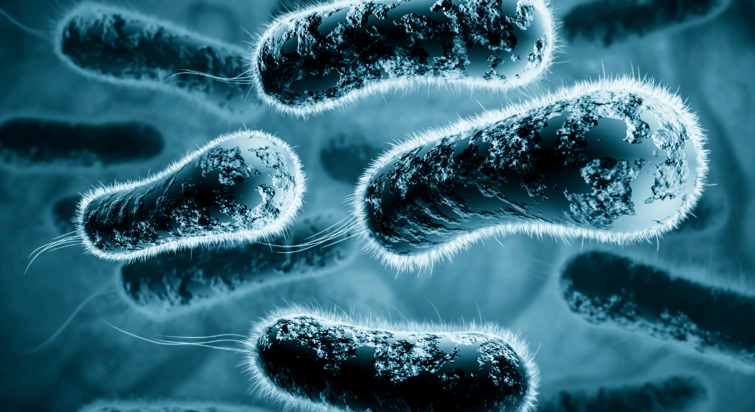 illustration of bacteria illustration of bacteria