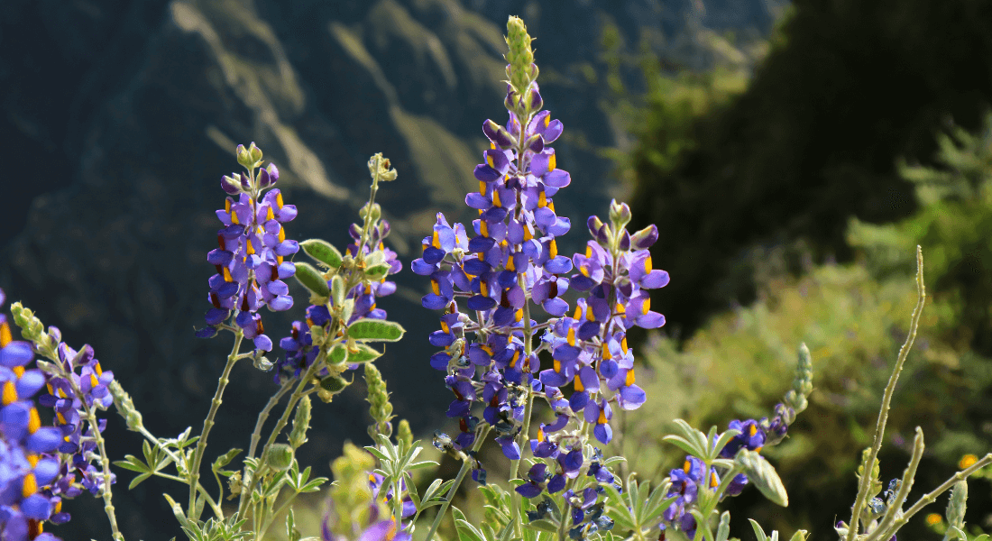 The Salty Lupine