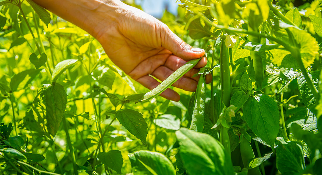 The ten different varieties each of oat, peas and faba beans growing in Sejet are all potential candidates as future raw ingredients in plant-based foods.