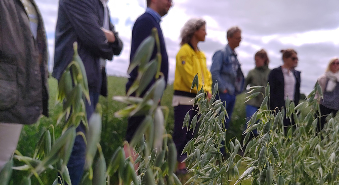 AQRIFood partners went on a field visit to Sejet Plant Breeding in June.