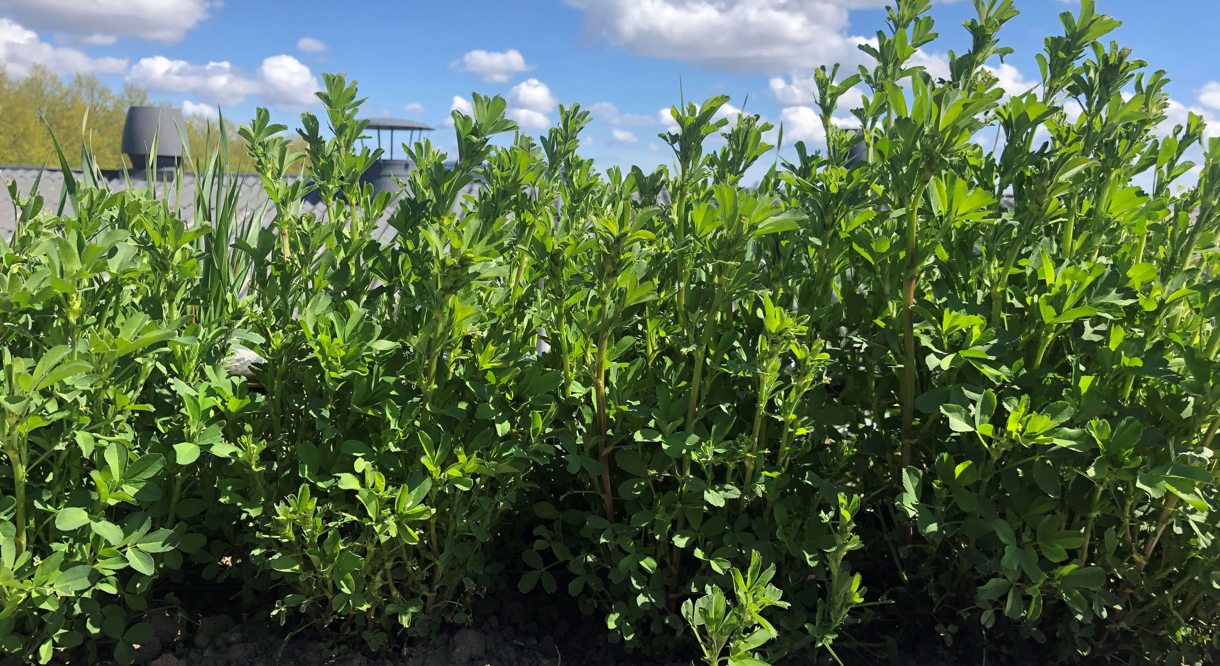 Lucerne plant