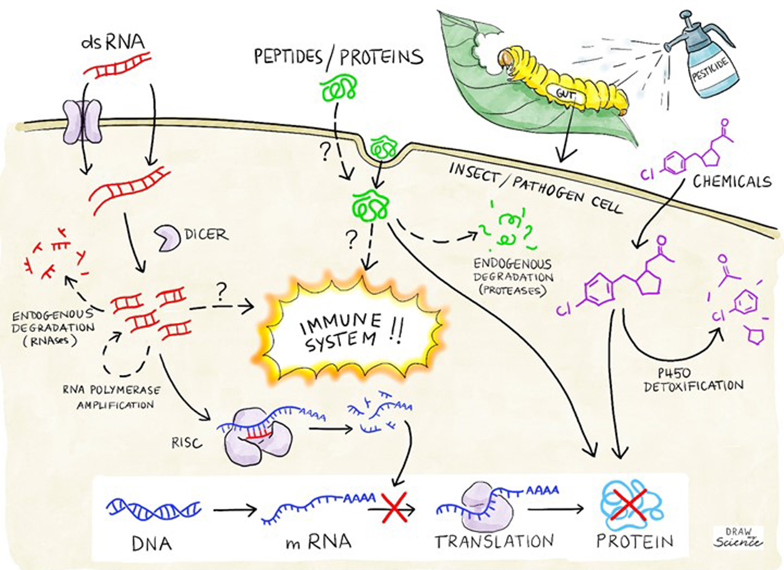 Figure illustrating how Plant Protection Products (PPPs) based on dsRNA and peptides are different from the chemical PPPs on which the EU-legislation is based.
