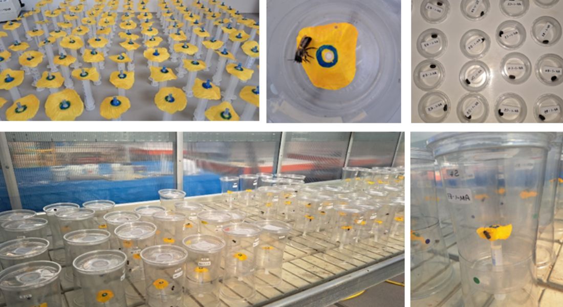 Pictures showing the beesocosms used for the mason bee bioassays. 