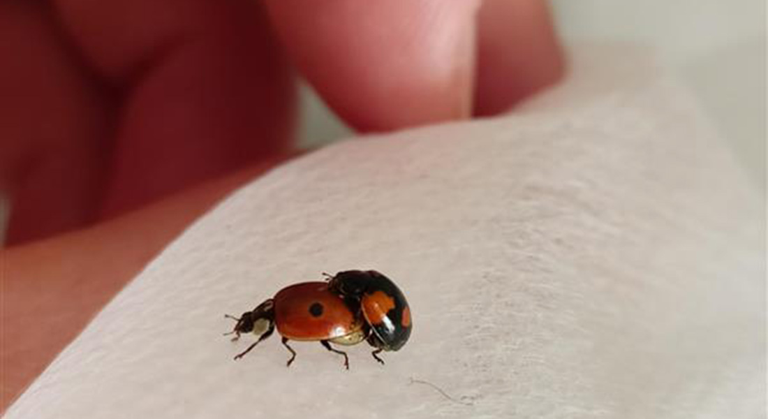 Ladybugs. Photo: PLEN