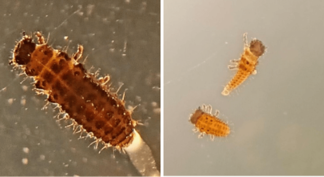Phaedon instar larvae