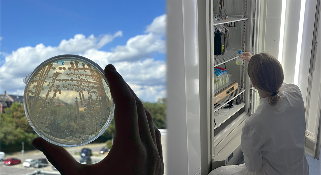 Microbial Genomics and Biodegration group. Lab photo