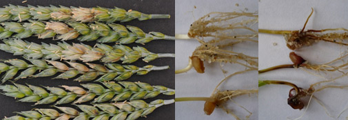 Interactions between Fusarium, cereals and biological control organisms