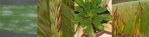 Plant immunity, Blumeria graminis and transgenic resistance