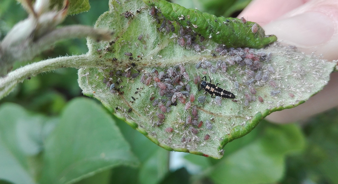 Cocinellid in aphid colony