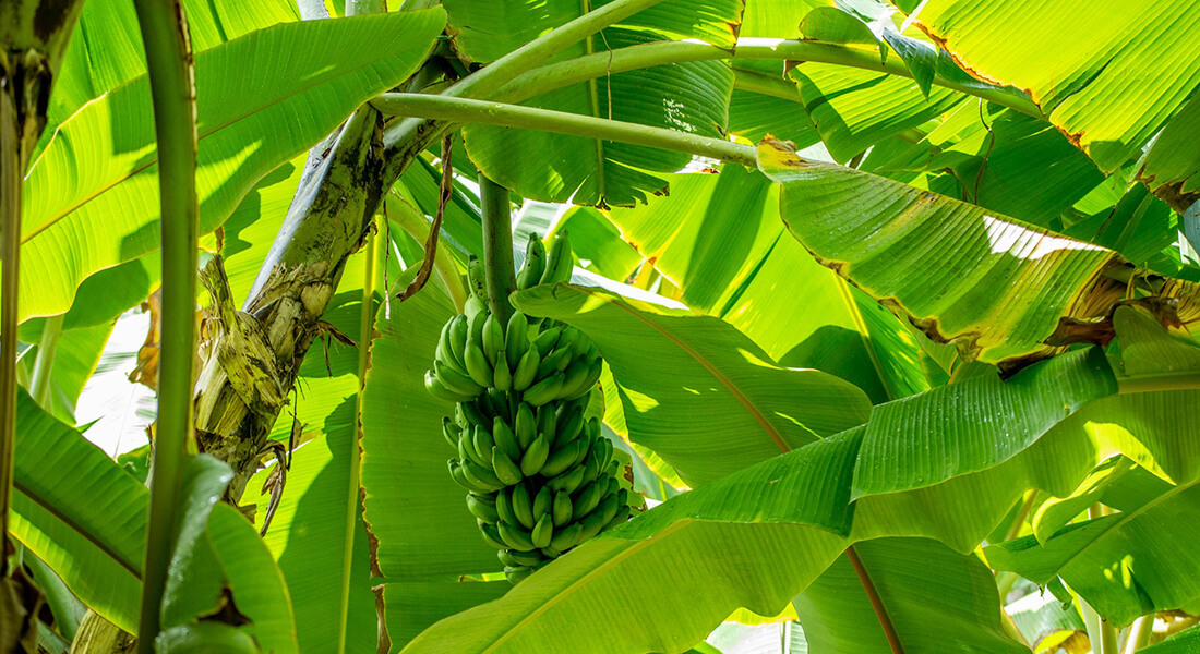 Bananpalme
