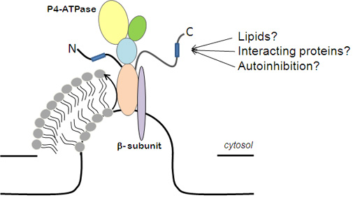 Different putative factors regulate the activity of P4 ATPases, including lipids and interacting proteins. What type of proteins interact with plant P4 ATPases? What is the physiological relevance of this interaction?