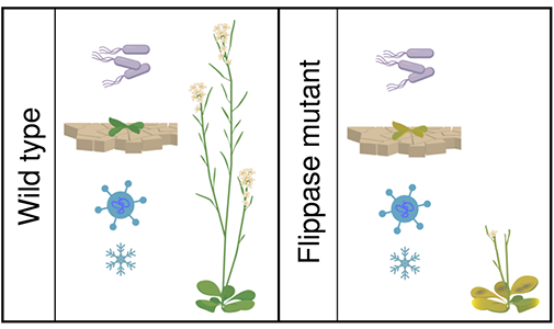 Wild-type plants containing flippases respond and adapt to a number of biotic and abiotic stresses (cold, viral and microbe attack, draught, nutrient deficiency, draught). In contrast, plants lacking flippases are severely sensitive to environmental stress.