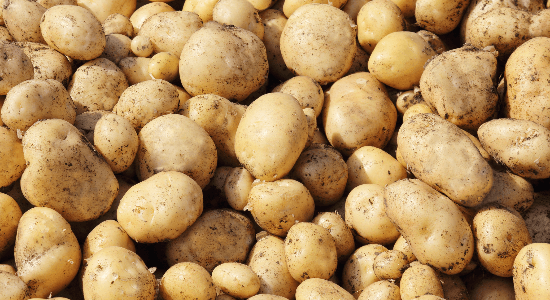 Solanum tuberosum