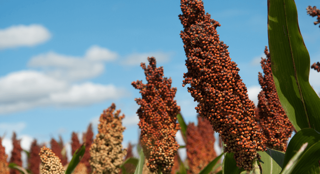 Sorghum bicolor