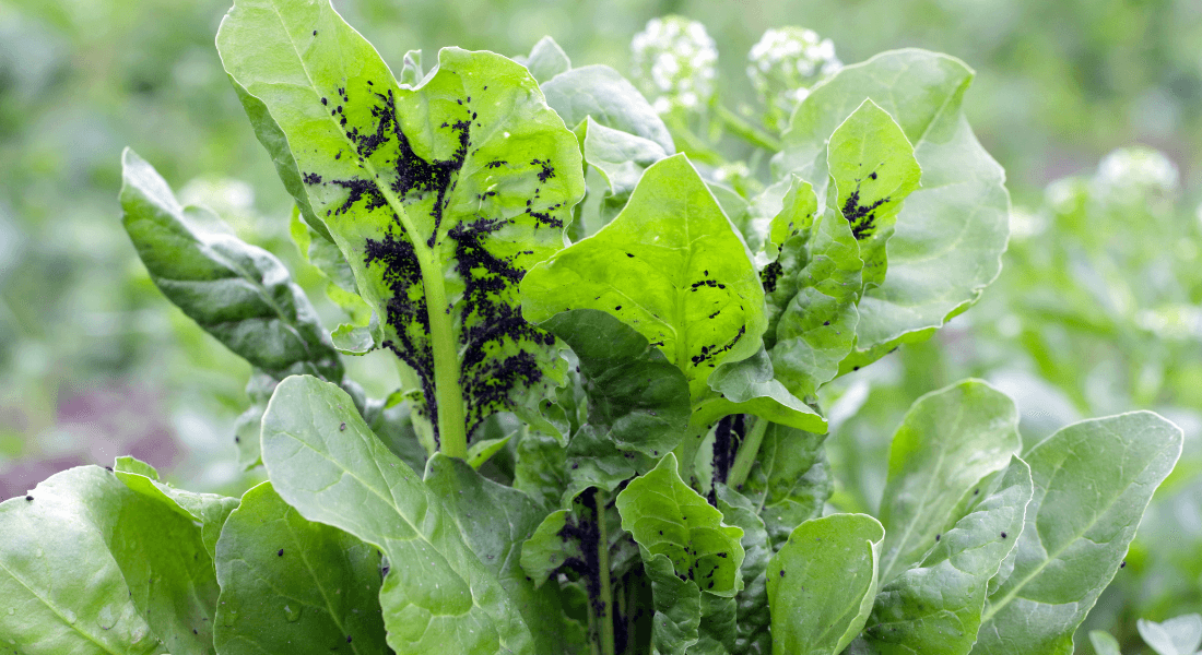 Aphids on sugar beet