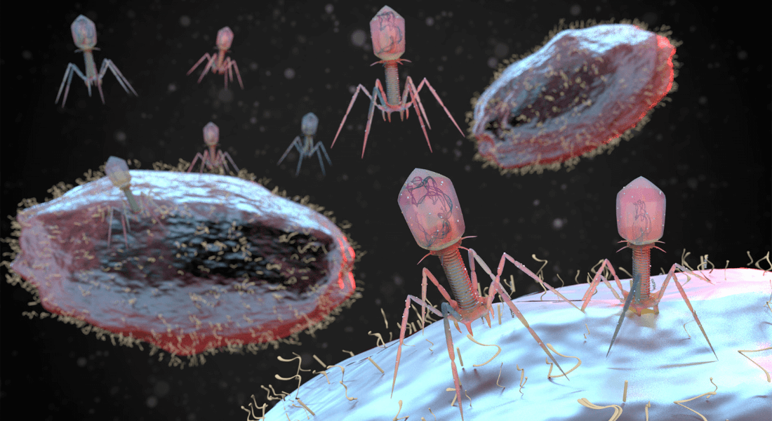 Bacteriophage