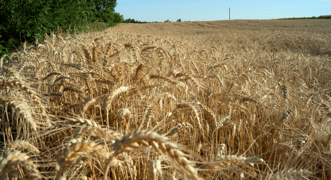 Triticum aestivum L.