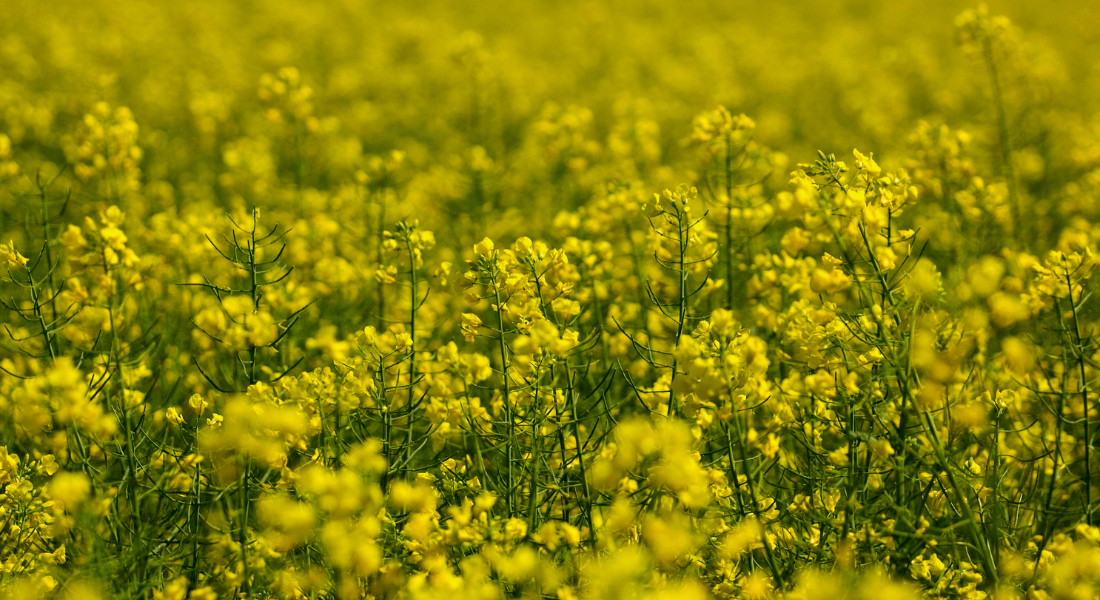 Oil seed rape