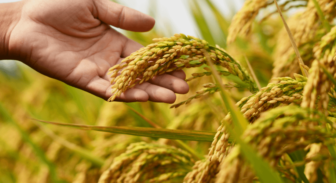 A healthy rice crop